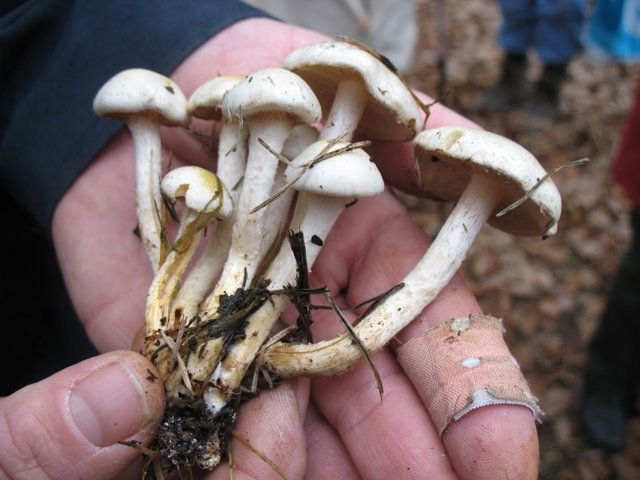 Pholiota gummosa